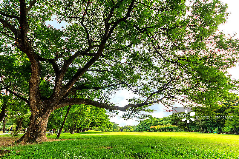 美丽公园里的大树图片素材