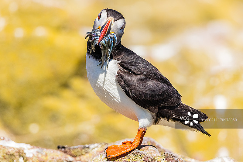 你想要一个吗？- 大西洋海鹦与玉筋鱼图片素材
