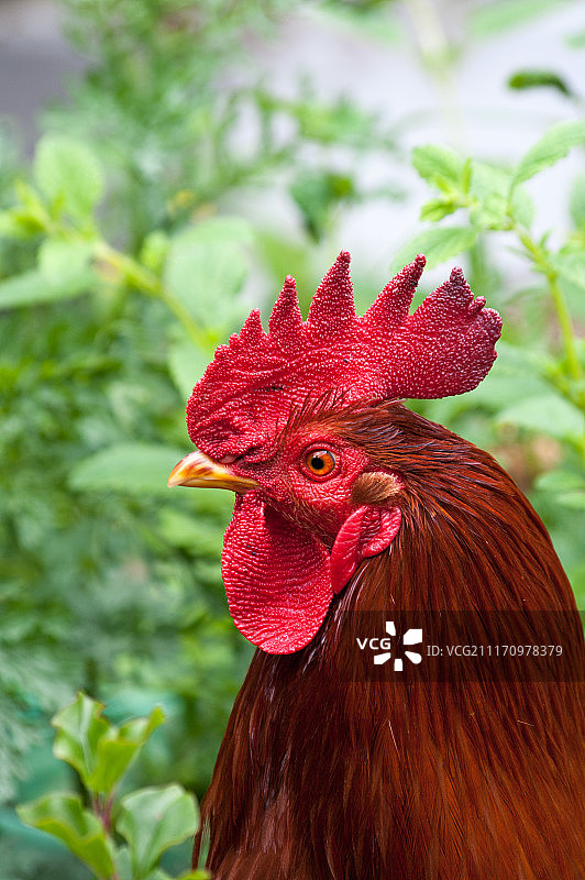 红色公鸡的侧面图片素材