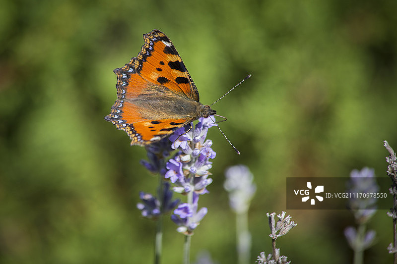 荨麻蛱蝶图片素材