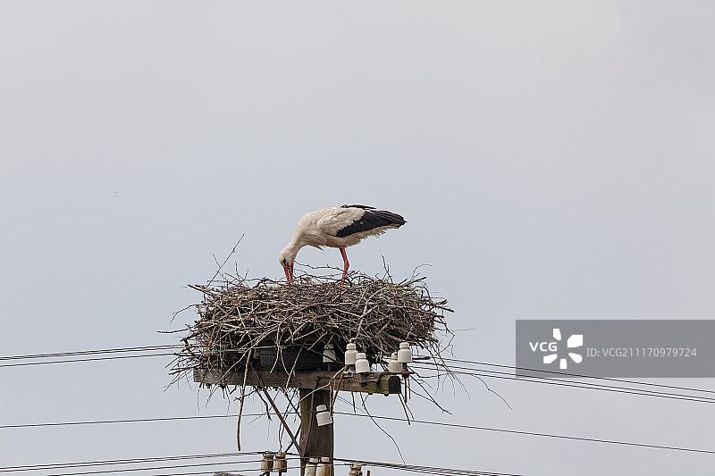电缆柱顶端鸟巢里喂食幼鸟的成年白鹳图片素材