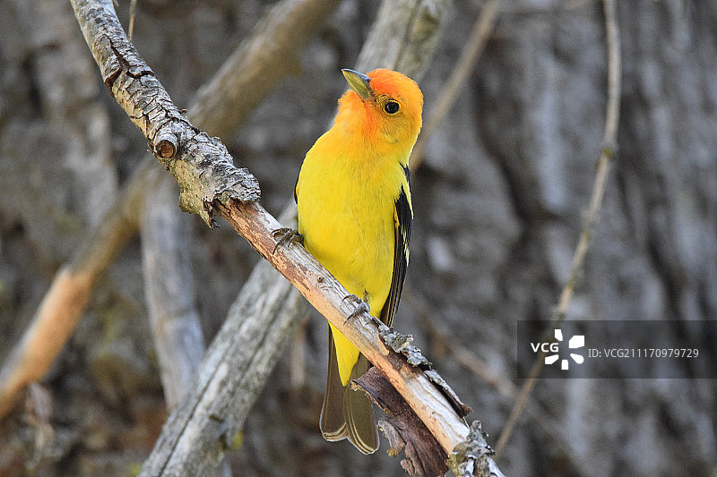 西方裸鼻雀图片素材