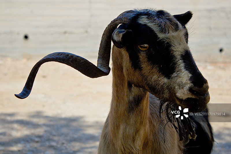 骄傲的山羊图片素材
