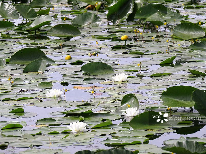 睡莲花园图片素材