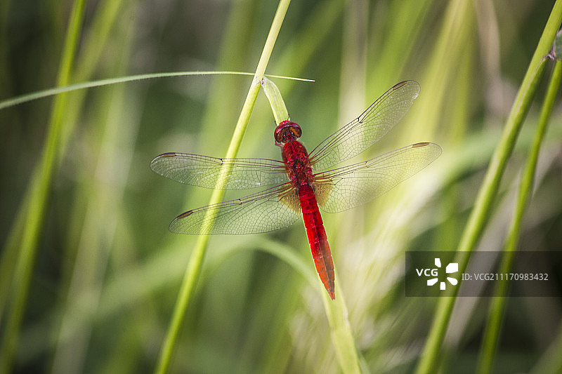 猩红蜻蜓图片素材