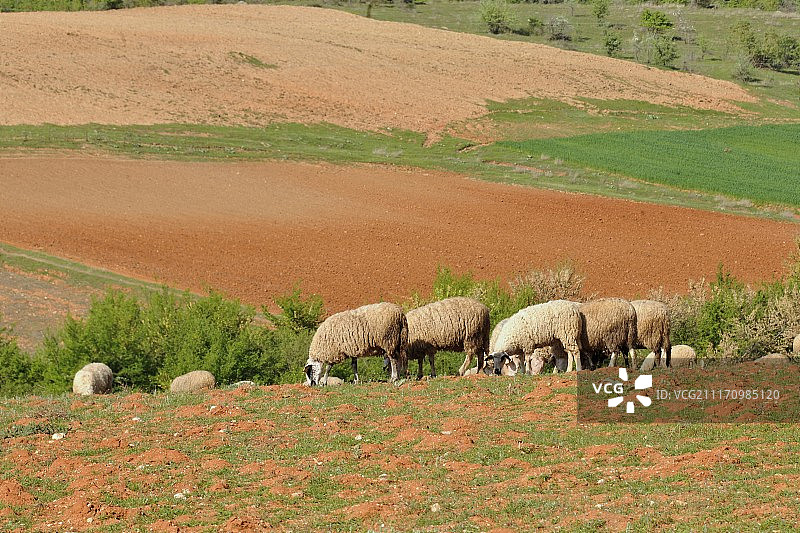 草地村庄里的羊群图片素材