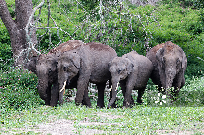 印度象图片素材