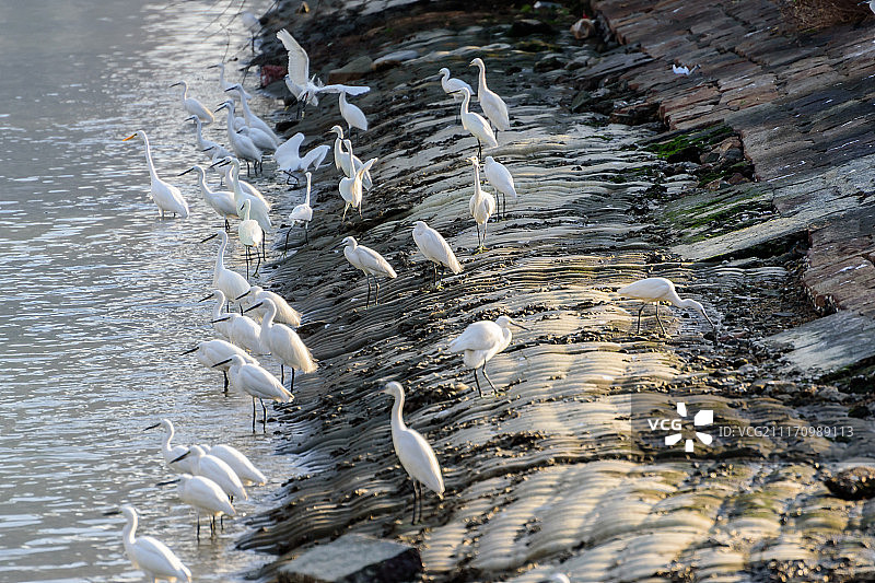 湖面上的白鹭图片素材