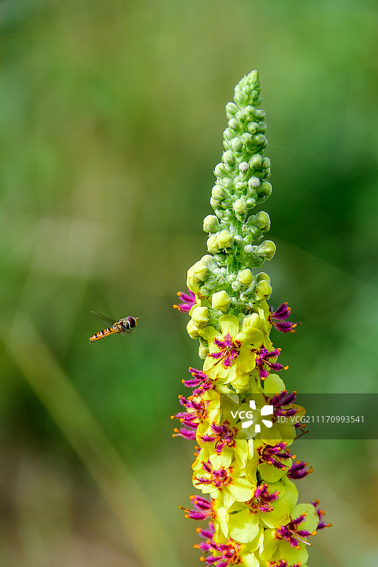 路边生长图片素材