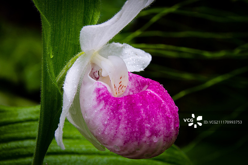 艳丽的女人图片素材