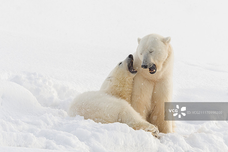 会说话的图片素材