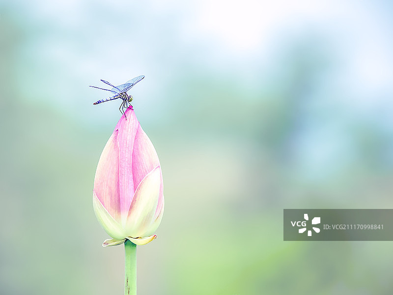 蜻蜓图片素材