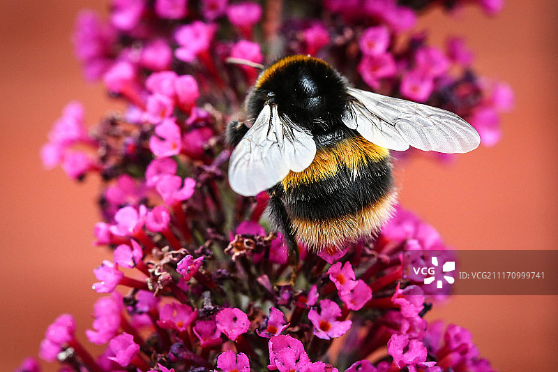 大黄蜂在醉鱼草上图片素材
