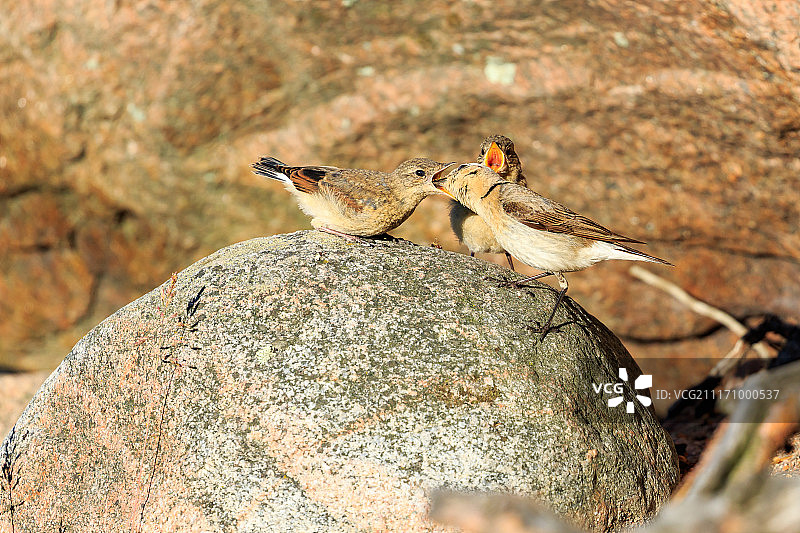 喂食的时候图片素材