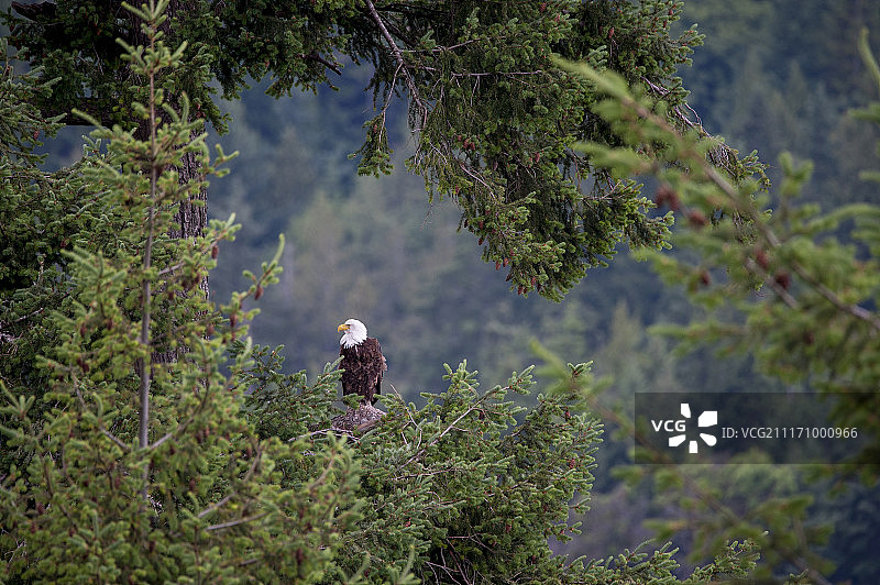 白头海雕栖息图片素材