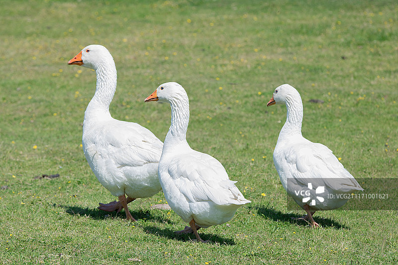 草地上行走的一群家鹅图片素材