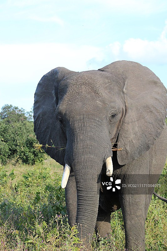 毛蕊花象2图片素材
