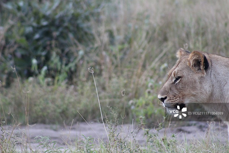 毛蕊花狮图片素材
