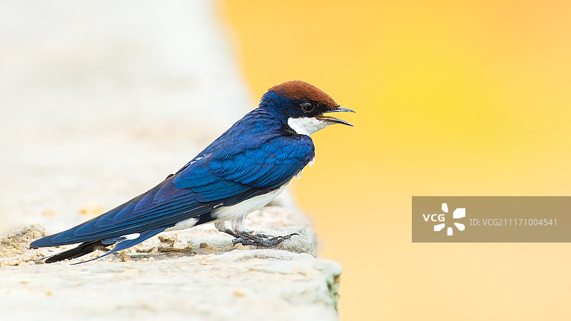 燕尾丝燕特写镜头图片素材