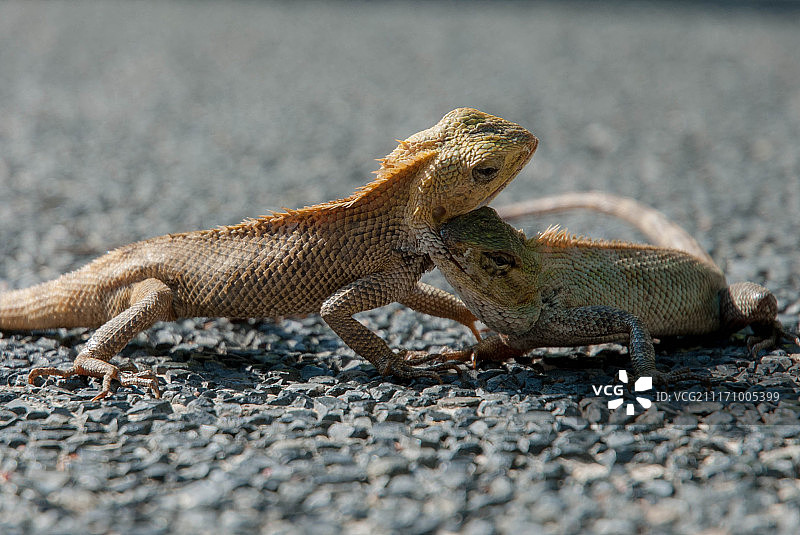 蜥蜴图片素材