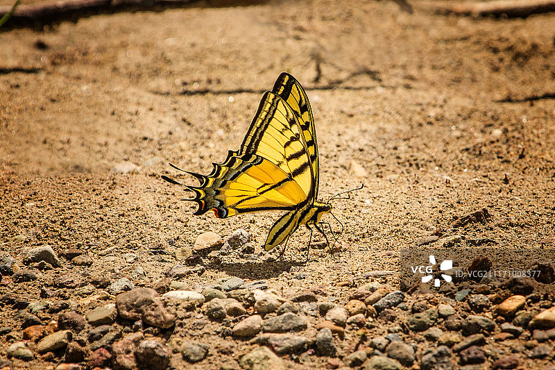 虎凤蝶图片素材