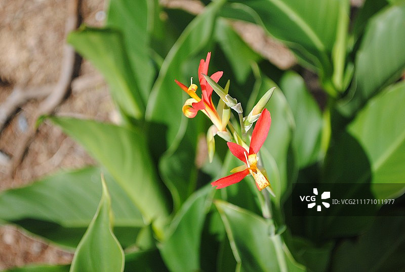 天堂鸟图片素材