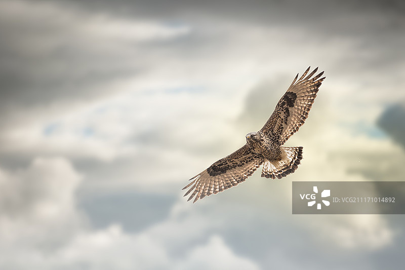 毛腿鵟飞行图片素材