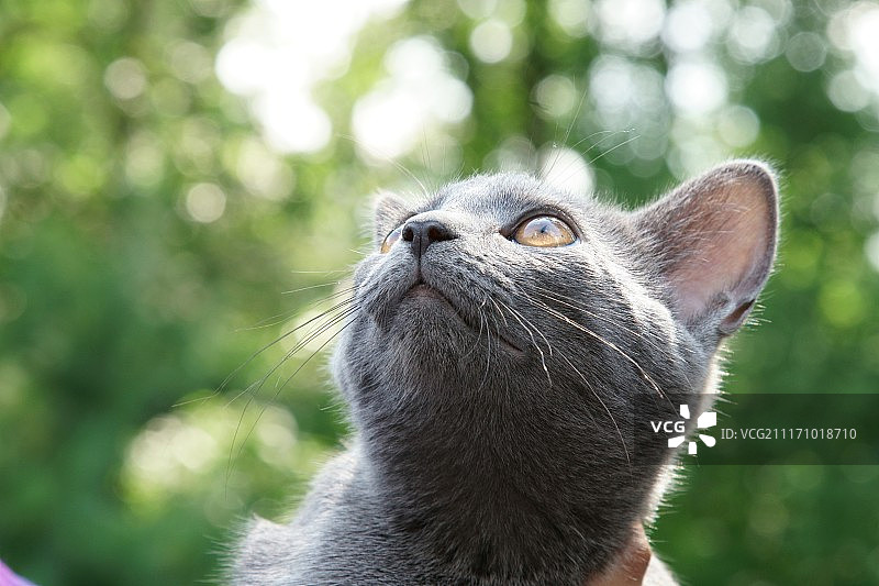 灰色俄罗斯蓝猫的特写图片素材