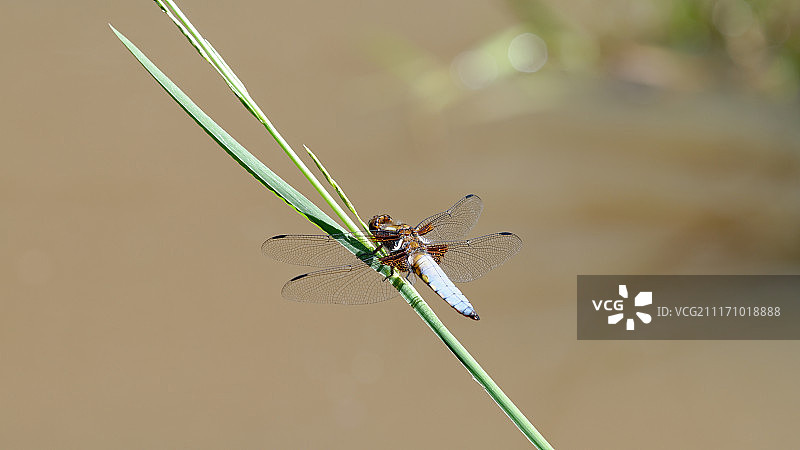 Libellula Depressa图片素材