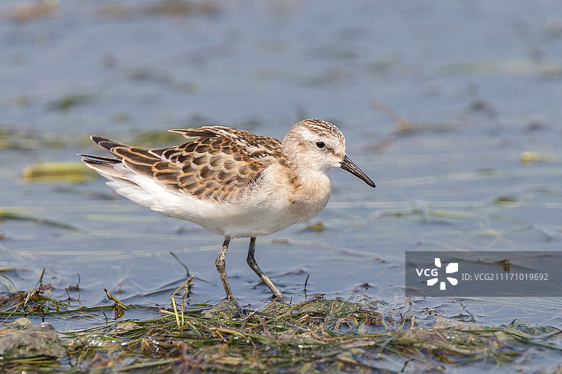 小滨鹬照片图片素材