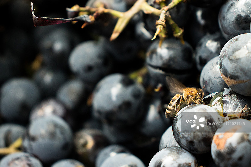 蓬松的战士图片素材