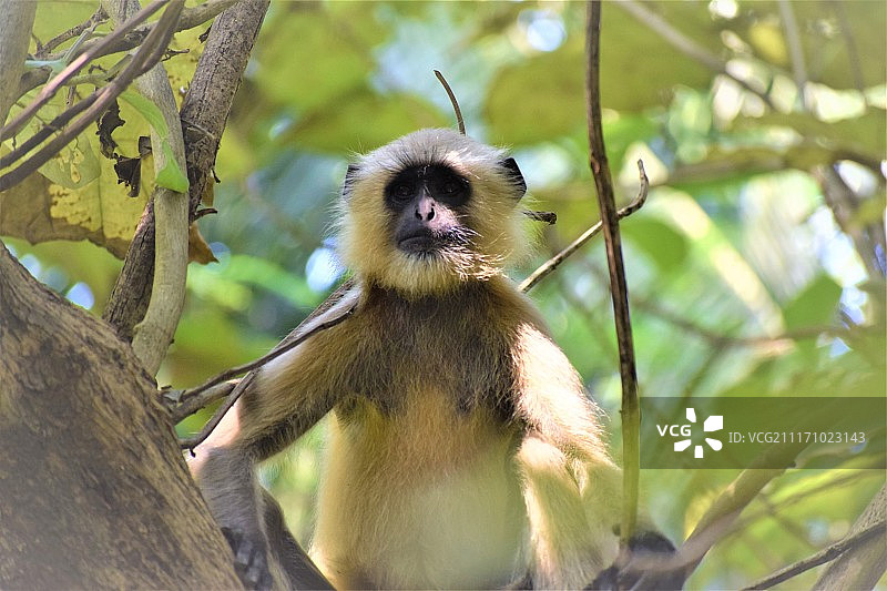 饥饿的眼睛图片素材