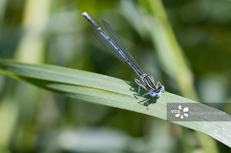 白腿丝蟌图片素材