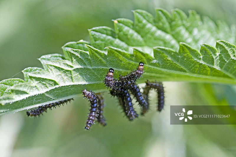 地图蝴蝶，Araschnia Levana幼虫图片素材