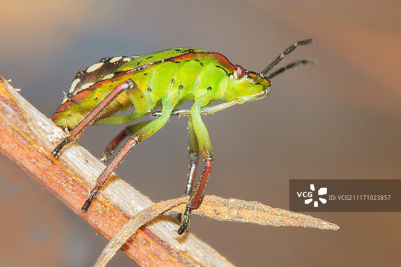 菜蝽（若虫）图片素材