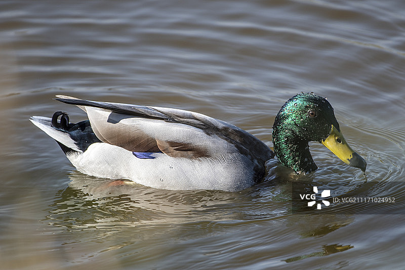 鸭子游泳的特写图片素材