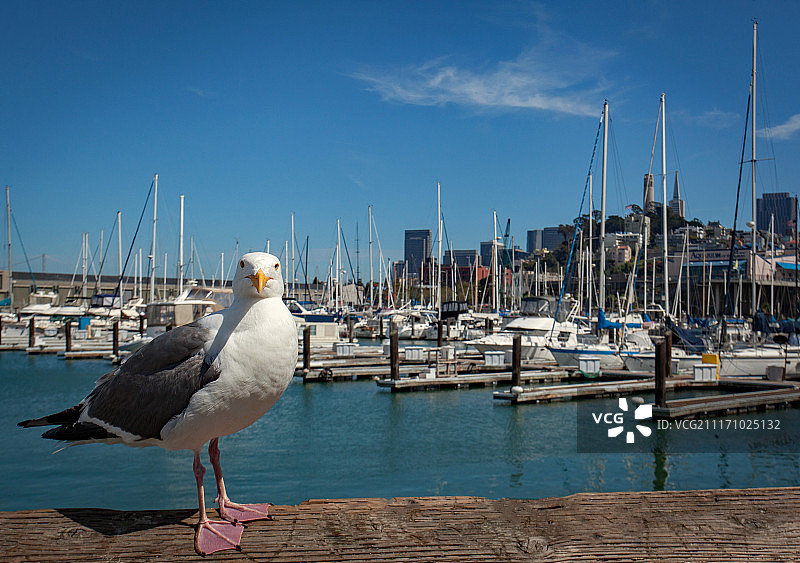 摆姿势的海鸥图片素材