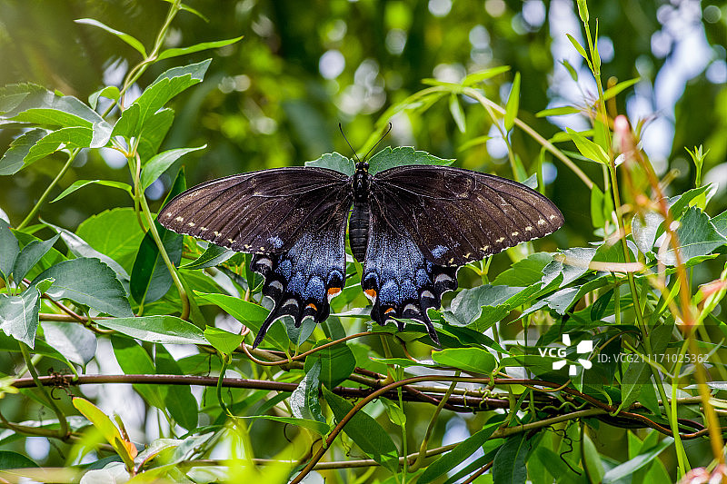 黑色形态的雌性虎凤蝶图片素材