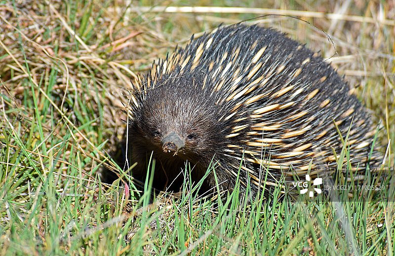 针鼹动物特写图片素材