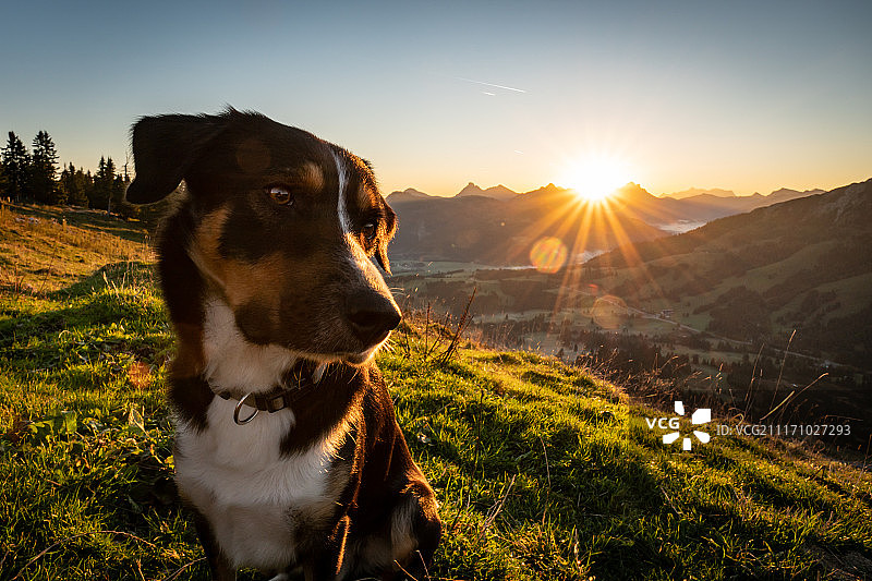 巴伐利亚奥尔纳赫的日出与狗图片素材