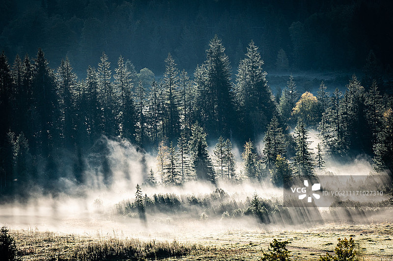 巴伐利亚的雾气树木图片素材