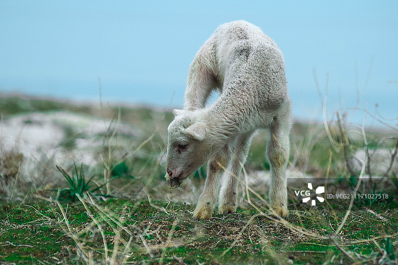绵羊景象图片素材