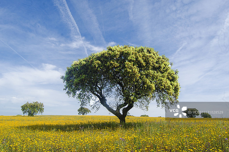 阿连特茹图片素材