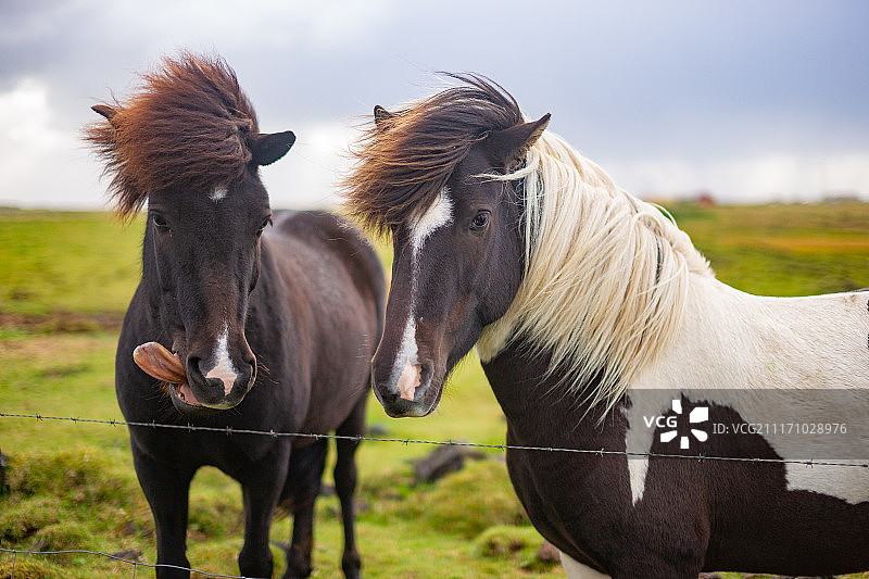 冰岛马图片素材
