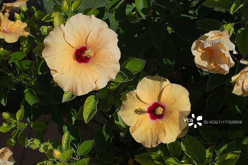 黄色红色芙蓉花特写图片素材