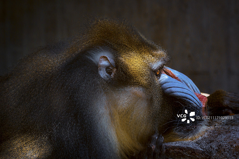 山魈的特写肖像图片素材