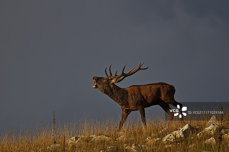 马鹿吼叫图片素材