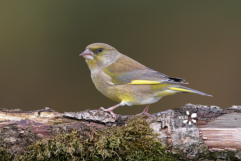 绿雀特写图片素材