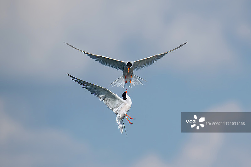 小夜曲22图片素材