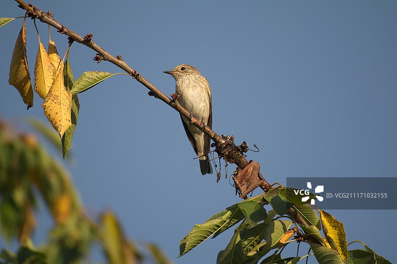树枝上的夜莺（学名：Luscinia megarhynchos）图片素材